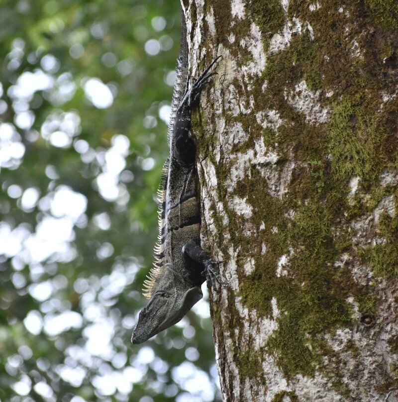 Canopy del Pacifico Mal Pais-恶土城必去景点