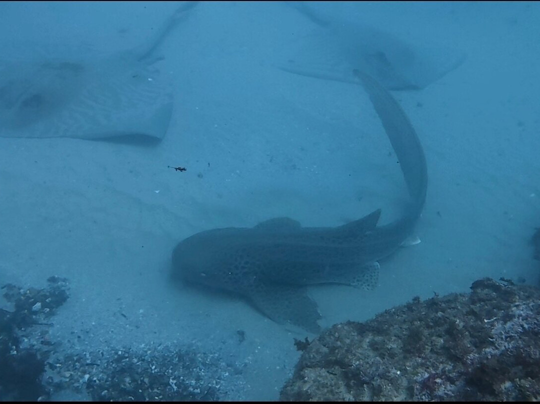 Gold Coast Dive Adventures-Runaway Bay必去景点