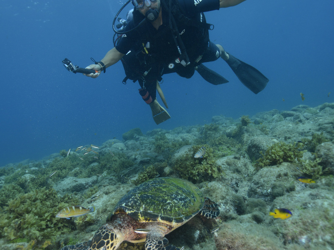 Atlantis Divers-费尔南多-迪诺罗尼亚群岛必去景点