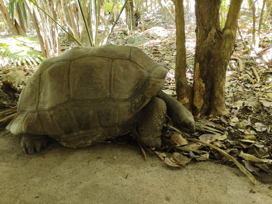 Mauritian Wildlife Foundation (MWF)