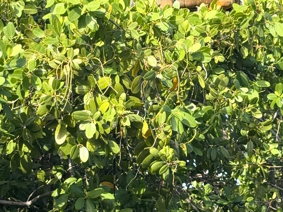 Puerto Maya Cancun-坎昆必去景点