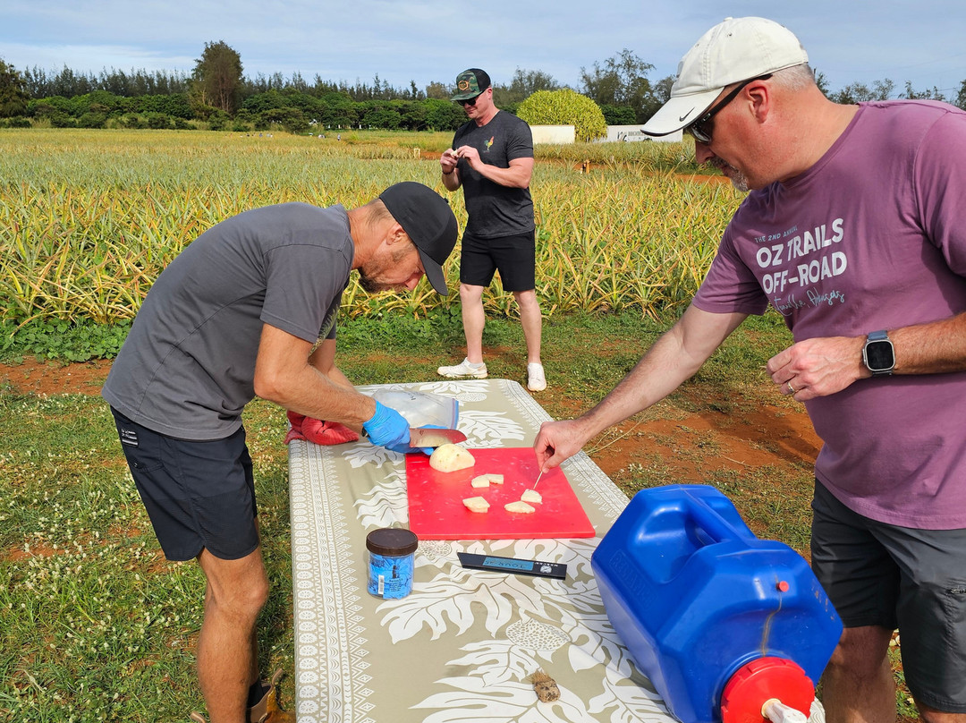 Sugarloaf Pineapple Farm-基拉韦厄必去景点