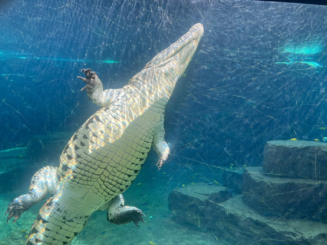 Dubai Crocodile Park-迪拜必去景点