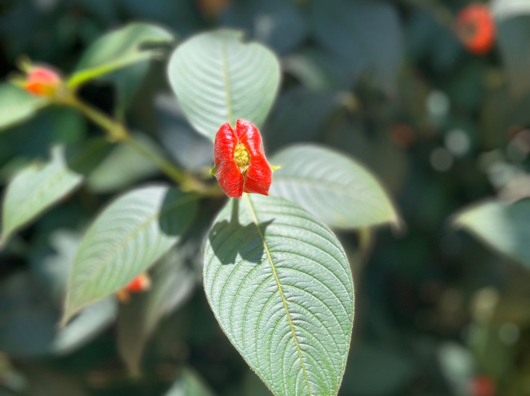 Reserva ecoturística las palmas-Florencia必去景点