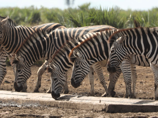Kimburi Tours-德班必去景点