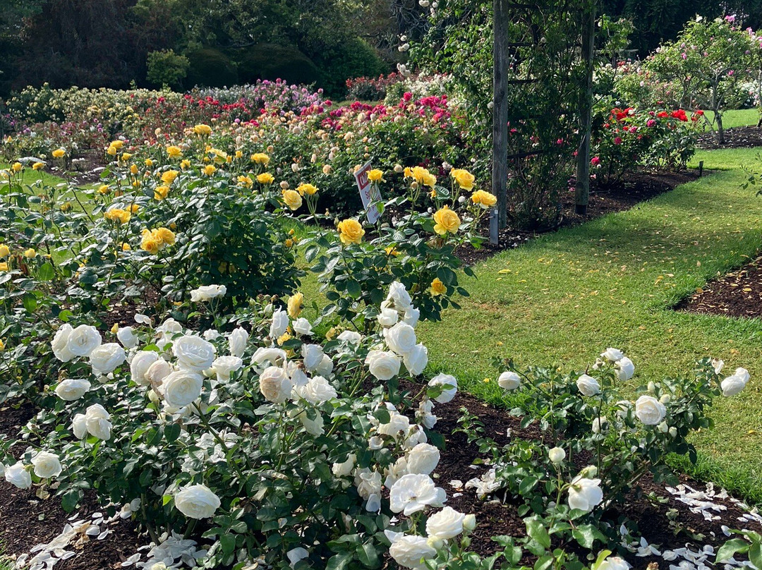 帕内尔玫瑰花园-奥克兰中心地区必去景点