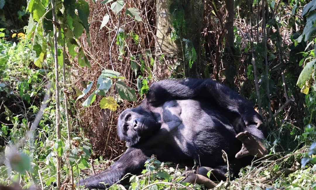 Big Lion Trails Safaris-坎帕拉必去景点