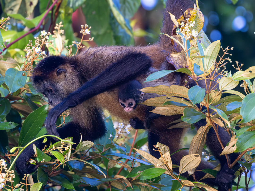 My Costa Rica-圣何塞必去景点