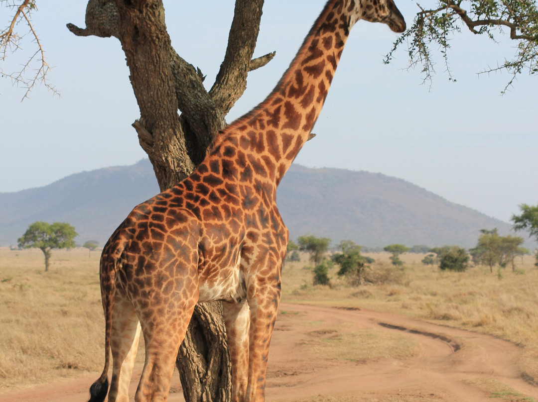 Leopard Tours Limited-阿鲁沙必去景点