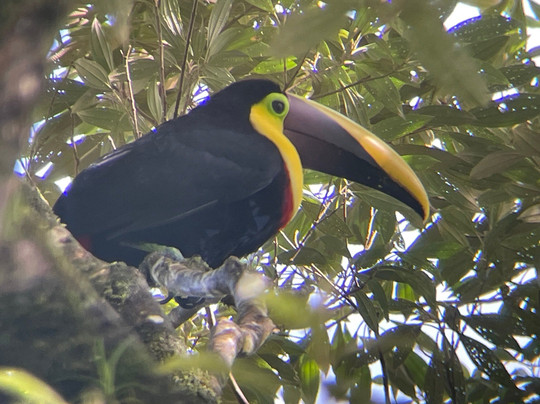 Costa Rica Unique Transfers and Tours-利比里亚必去景点