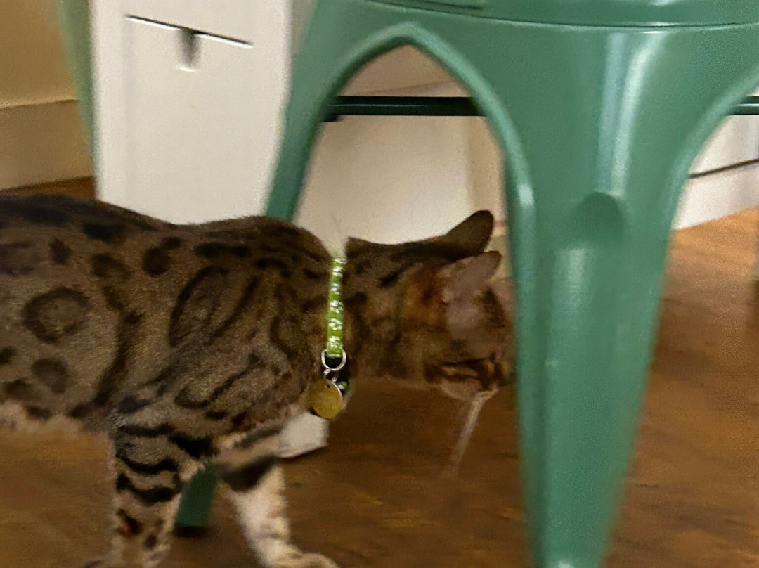 Le GentleCat - Bar à Chats - Restaurant-里昂必去景点