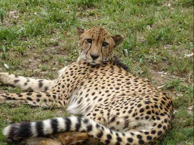 Moholoholo Wildlife Rehabilitation Centre-霍德斯普鲁特必去景点