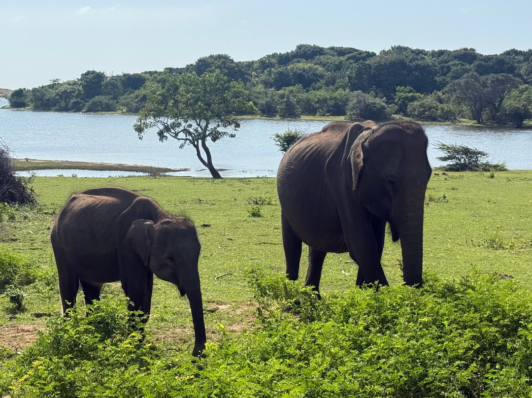 Jami River Side Hotel & Yala Safari Place主图