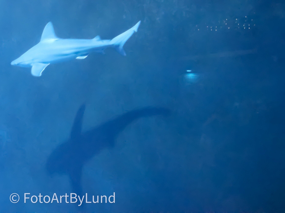 Poema Del Mar-大加那利岛拉斯帕尔马斯必去景点