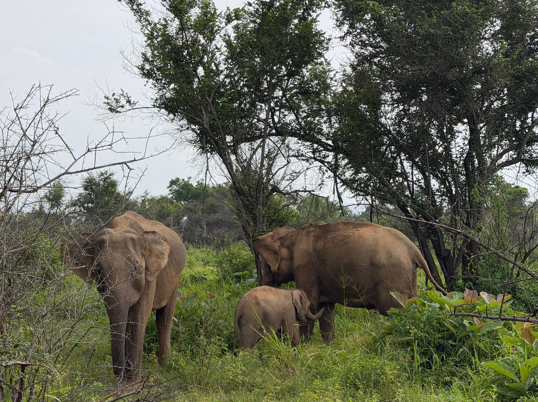 WaygeTravel-Uswetakeiyawa必去景点