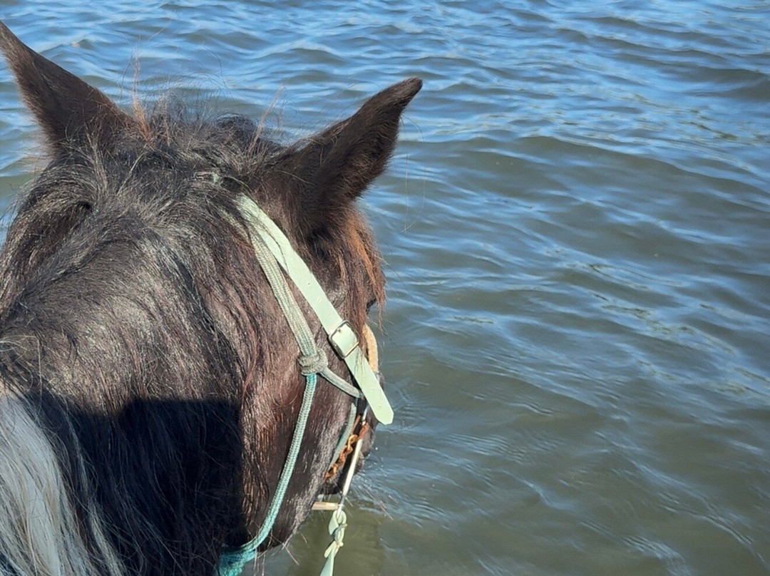 Florida Beach Horses-布雷登顿必去景点