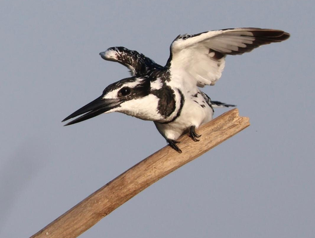 Gambian Bird Guide Ansuman Drammeh -  Best Boy Tours-塞瑞库达必去景点