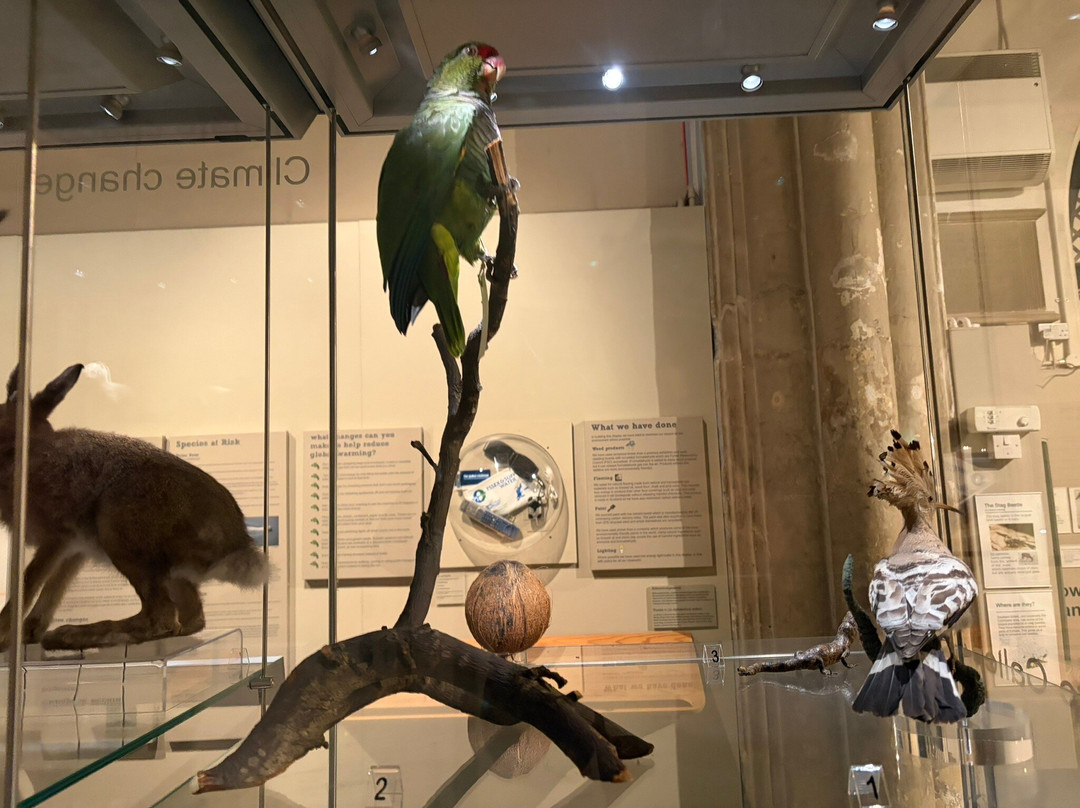 Colchester's Natural History Museum-科尔切斯特必去景点