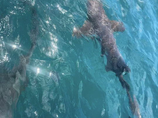 Barco Em Noronha-费尔南多-迪诺罗尼亚群岛必去景点