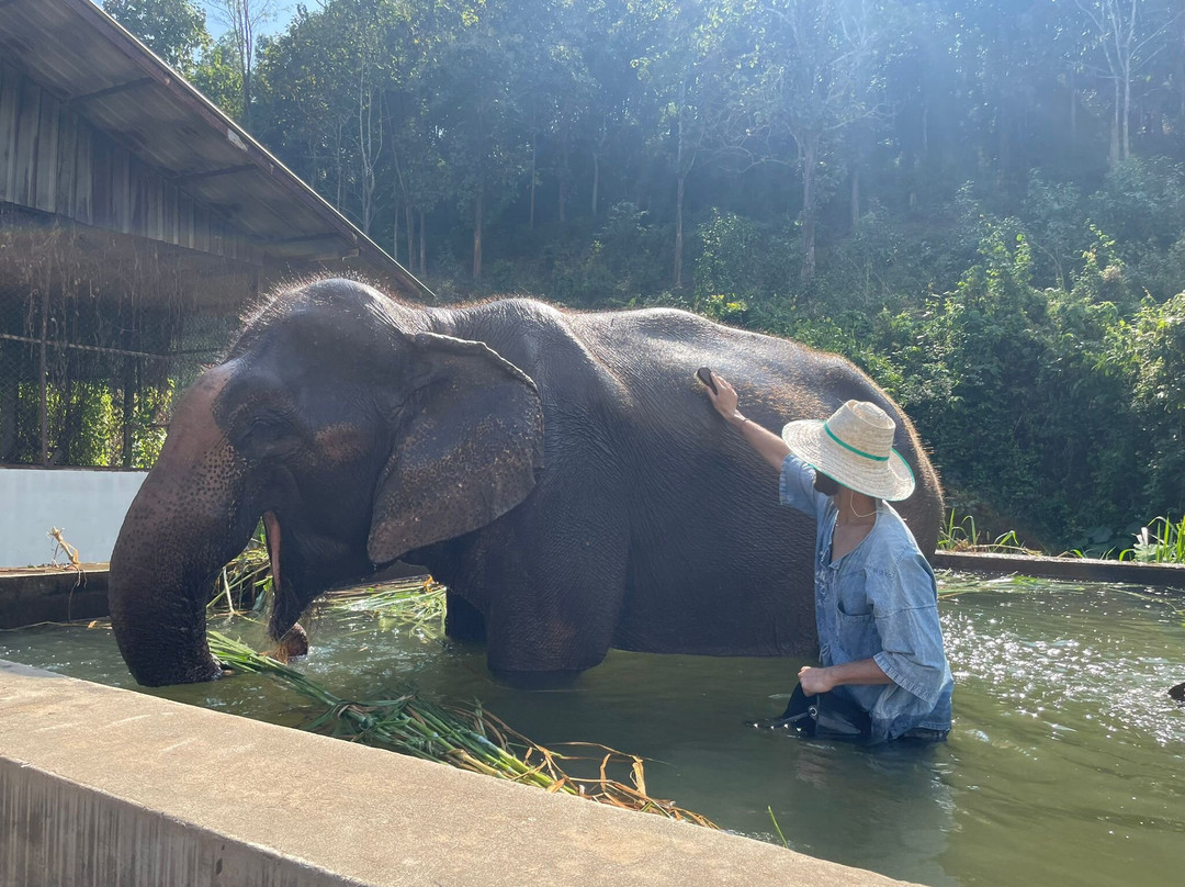 Lanna Kingdom Elephant Sanctuary-清迈必去景点