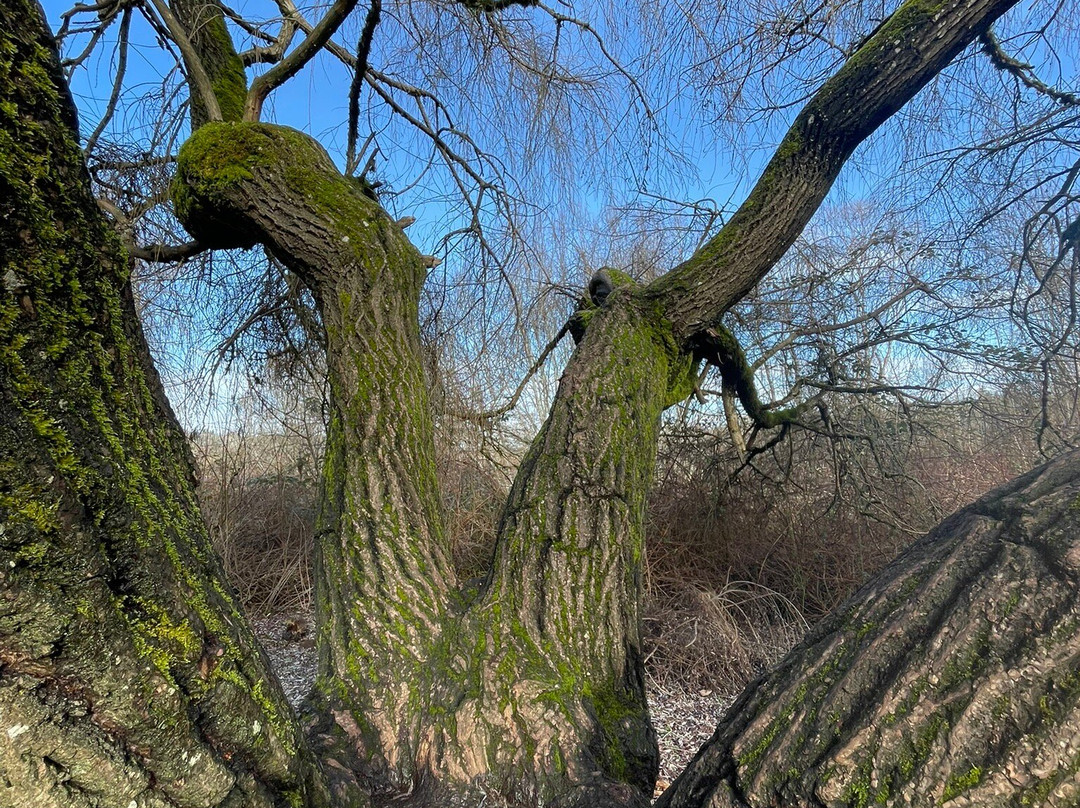 Juanita Bay Park-柯克兰必去景点
