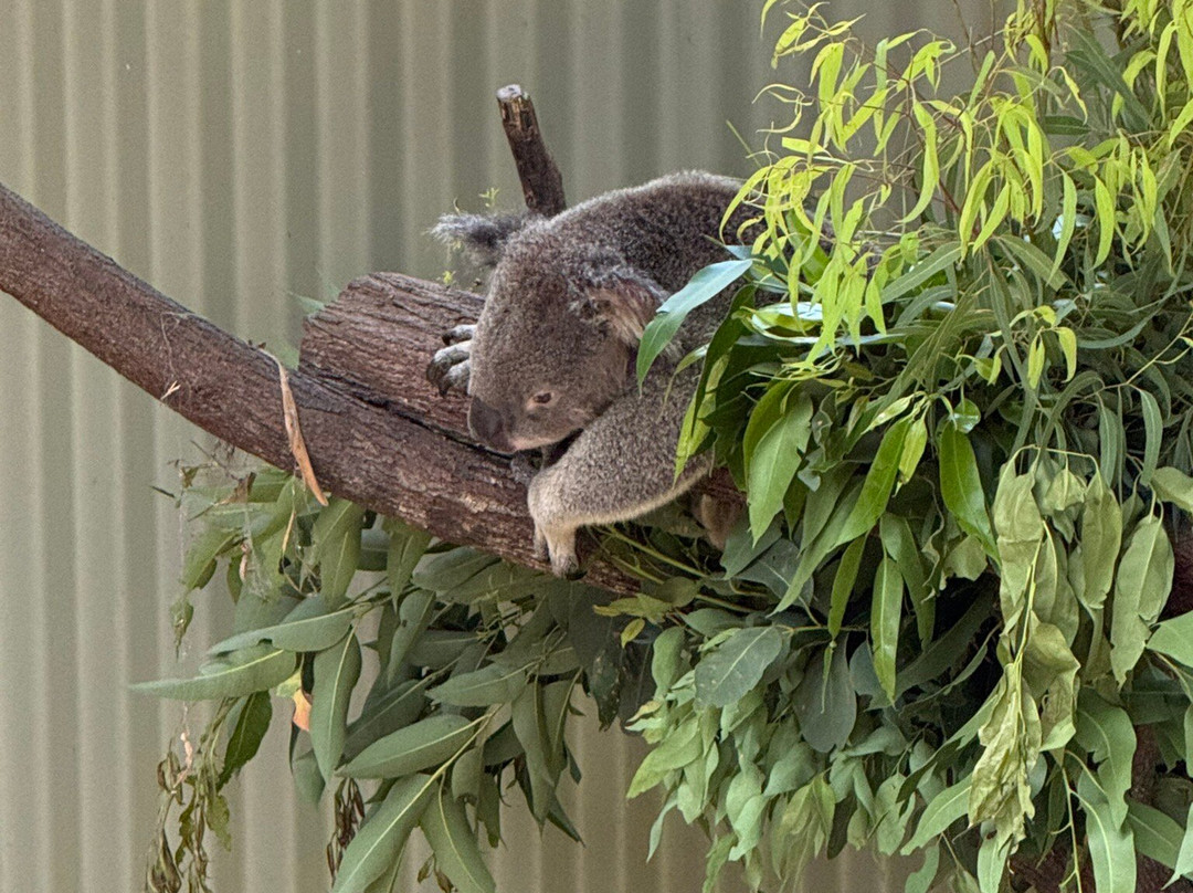 Daisy Hill Conservation Park and Koala Centre-Daisy Hill必去景点