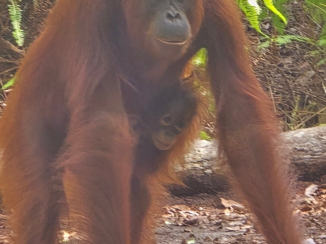 Tanjung Puting Borneo Tour-Pangkalan Bun必去景点
