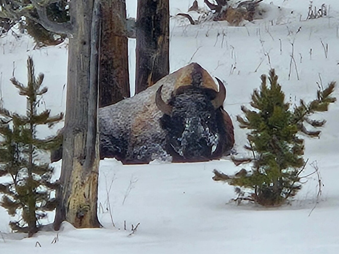 Back Country Adventures-西黄石镇必去景点