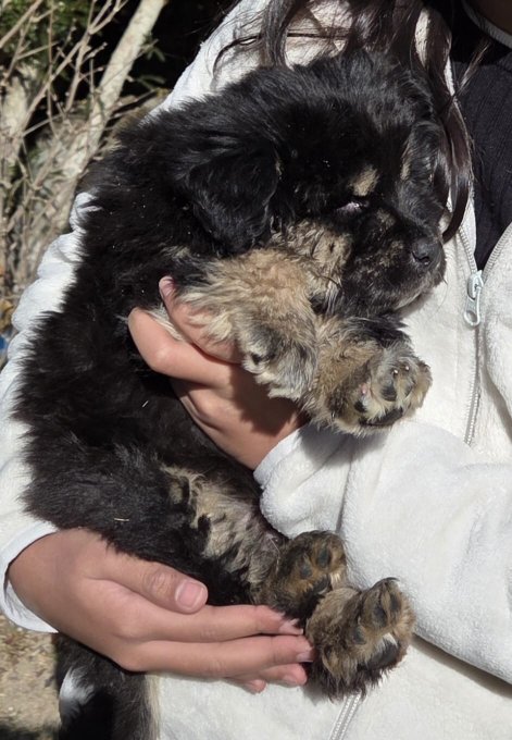 Renz Himalayan Retreat-官方