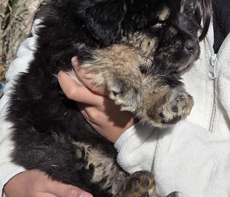 Renz Himalayan Retreat主图