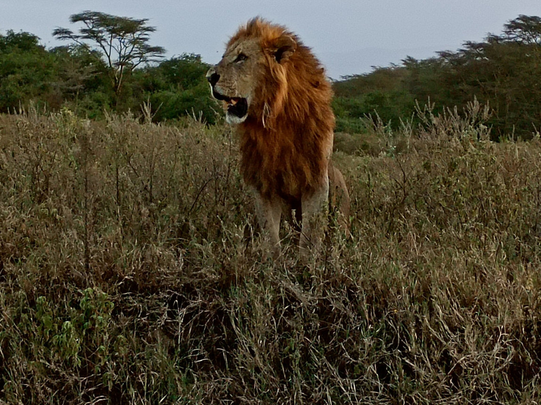 Safari In Kenya Con Samba-瓦塔木必去景点