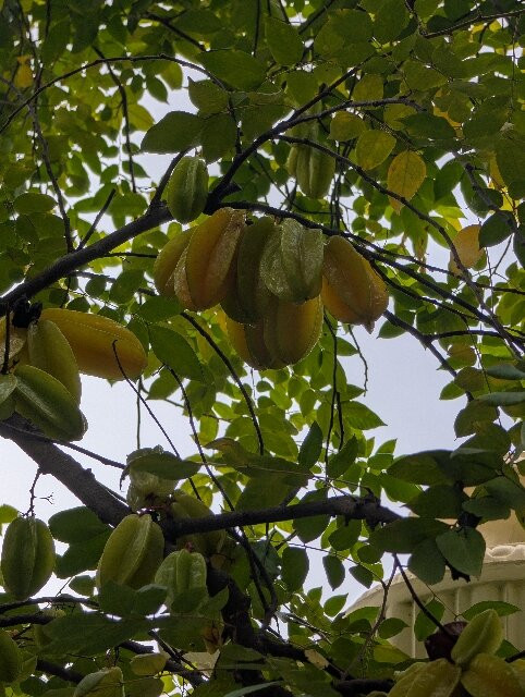 Botanischer Garten-德拉克鲁兹索尔港必去景点