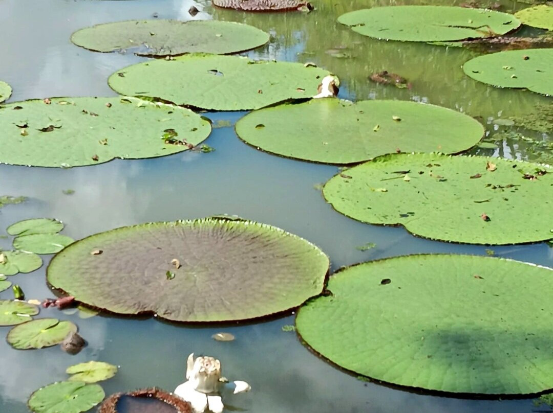 Fundo Pedrito-伊基托斯必去景点