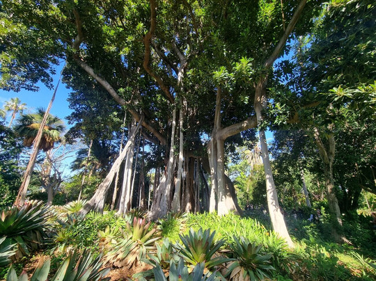 Botanischer Garten-德拉克鲁兹索尔港必去景点