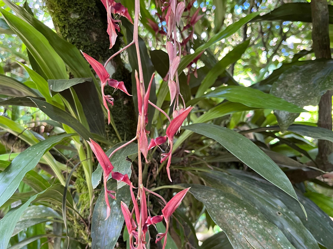 Monteverde Orchid Garden-圣埃伦娜必去景点