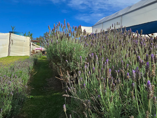 Park Vitrine Das Flores-塞拉内格拉必去景点
