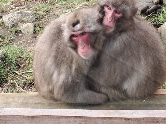 Highland Wildlife Park-Kincraig必去景点