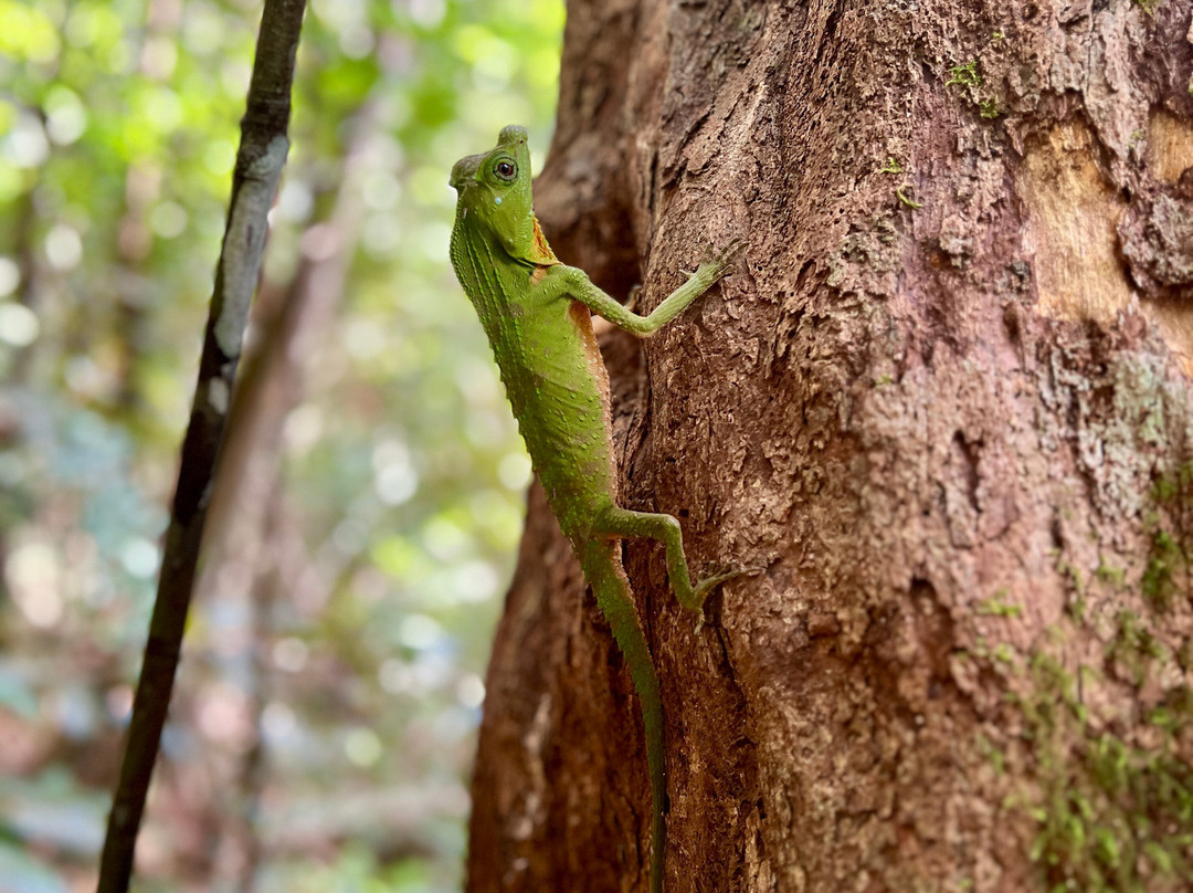 Sinharaja Rainforest Kurulugala Entrance-Viharahena必去景点
