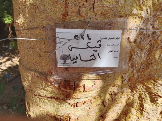 Kitchner's Island-亚斯文必去景点