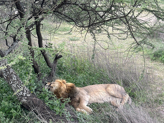 Serengeti Smile-阿鲁沙必去景点