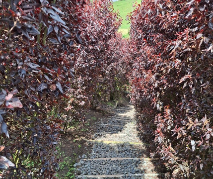 Laberinto Mil Caminos-Quimbaya必去景点