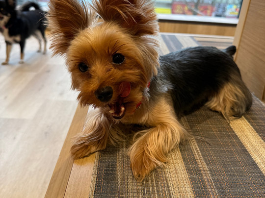 Dog Cafe Rio Akihabara-千代田区必去景点