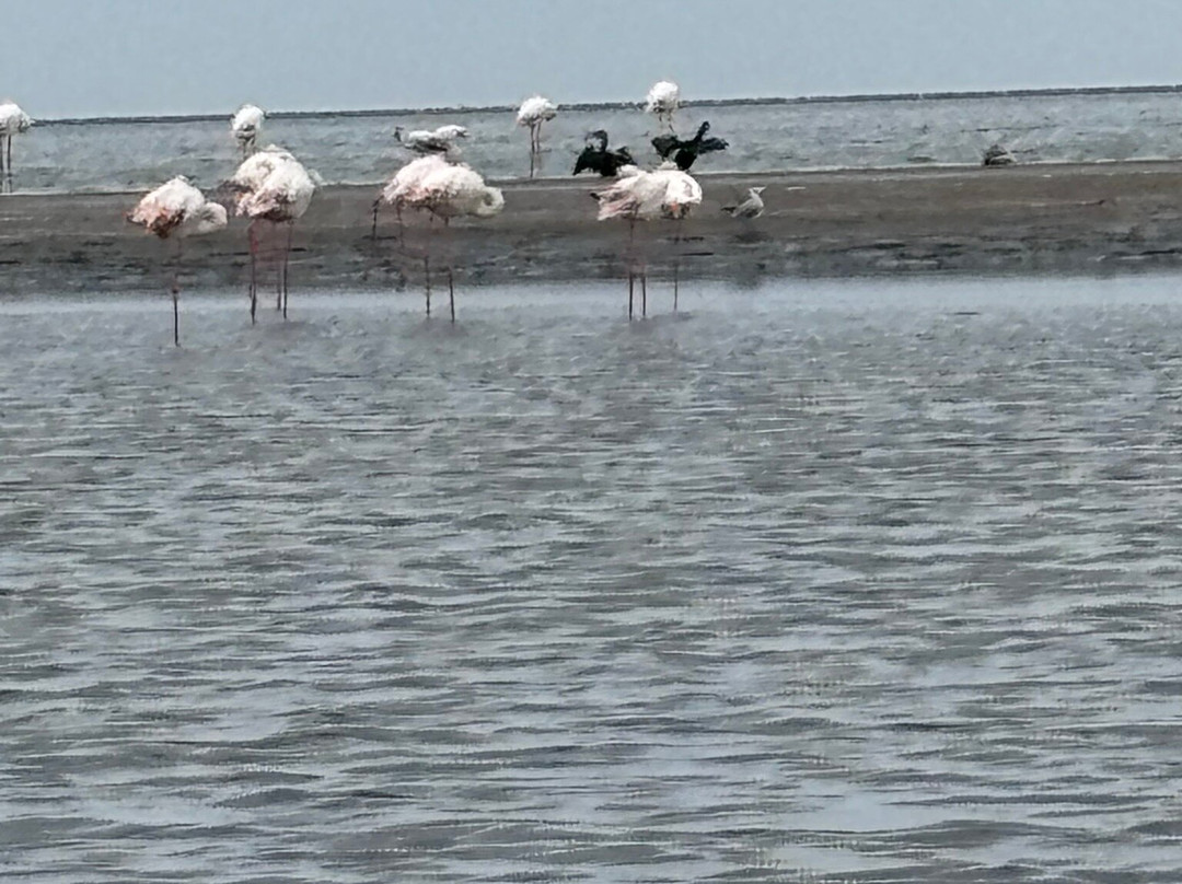 Walvis Bay Waterfront-华维斯湾必去景点