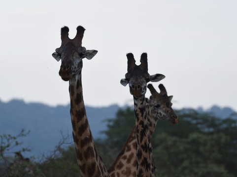 Sima Safari Limited-桑给巴尔市必去景点