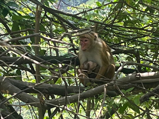 Suriya Lanka Travels-尼甘布必去景点