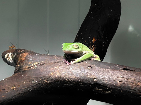 Wikiri Sapoparque-基多必去景点