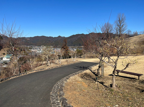 Yoshino Prum Groves-青梅市必去景点
