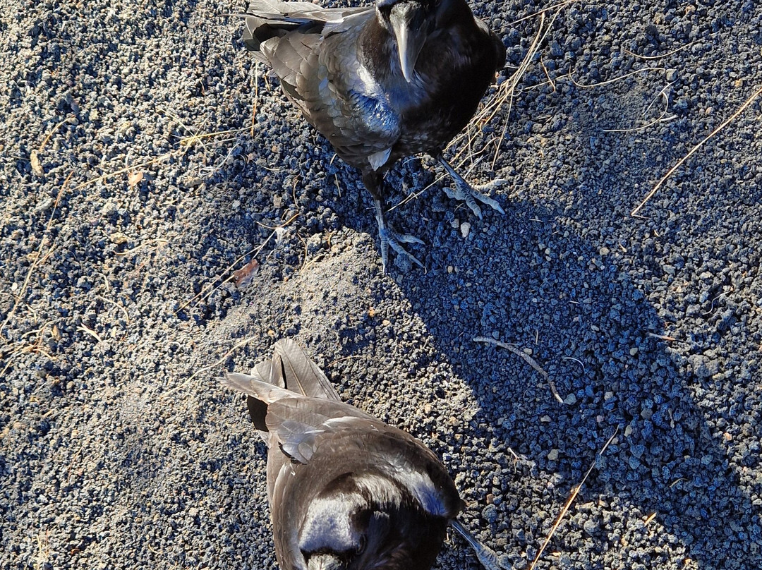 Taxi La Palma-布雷尼亚瓦哈必去景点