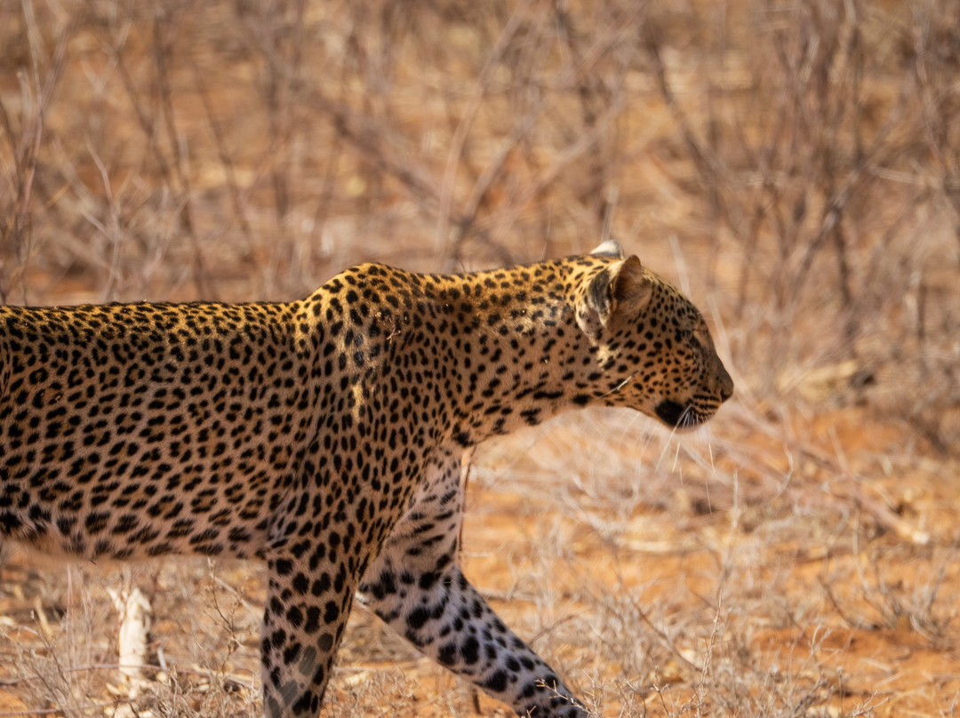 East Africa Adventure Tours and Safaris-马赛马拉国家野生动物保护区必去景点