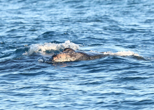 Da Whale Boat: Big Island Humpback Adventures-卡威哈也必去景点
